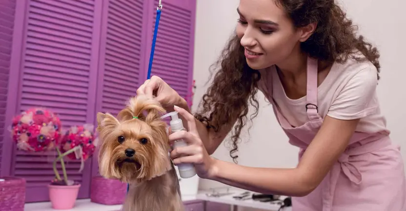 Is Pet Salon Business in Dubai a Good Idea?
