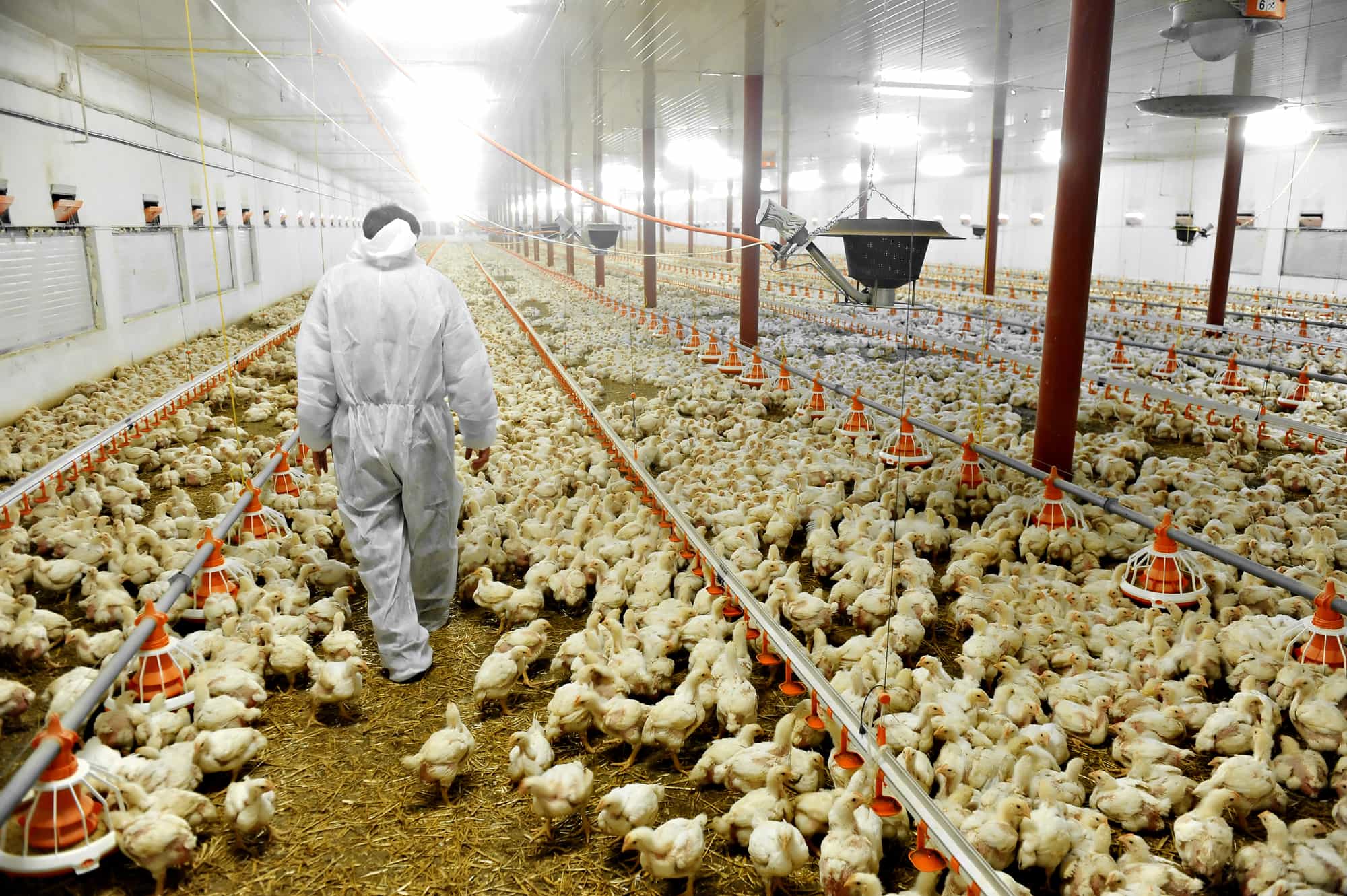 Start A Poultry Farm in UAE