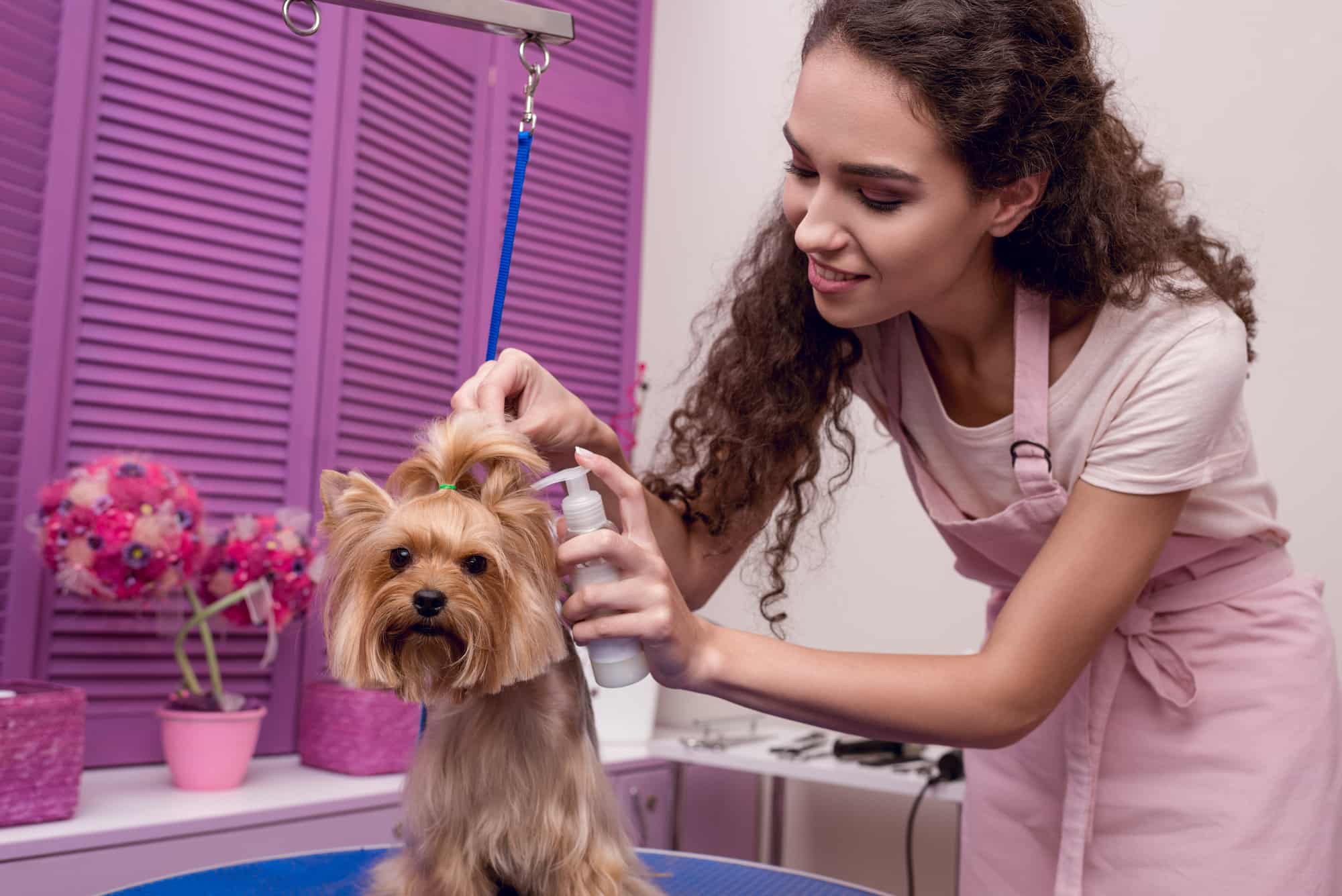 Is Pet Salon Business in Dubai a Good Idea